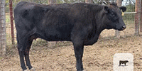 2 Reg. Wagyu 1st-Calf Pairs... S. Central TX