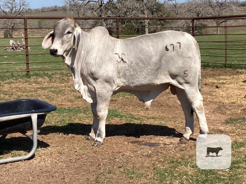 Cattle Range Listing Photo