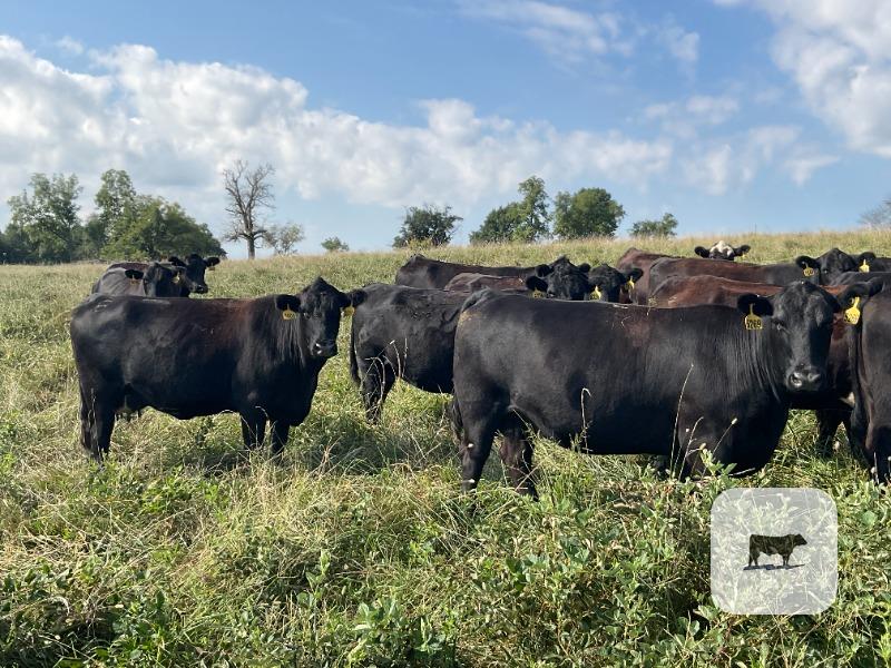 Cattle Range Listing Photo