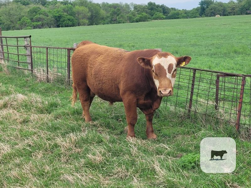 Cattle Range Listing Photo