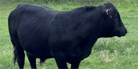 1 SimAngus Bull... N. Central TX
