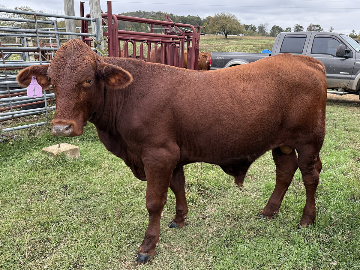 Cattle Range Listing Photo