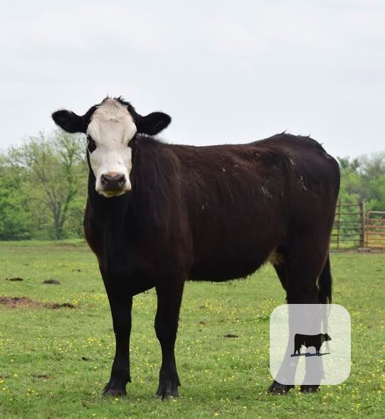 Cattle Range Listing Photo