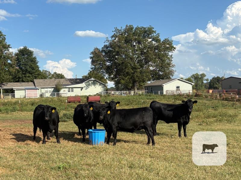 Cattle Range Listing Photo
