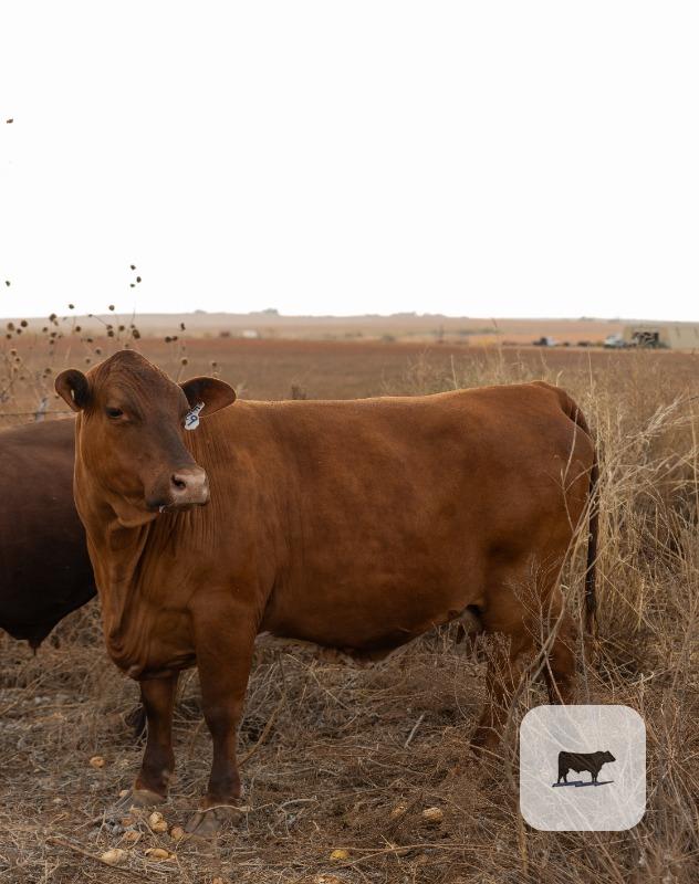 Cattle Range Listing Photo