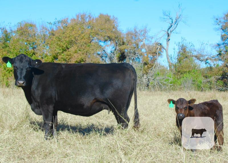 Cattle Range Listing Photo