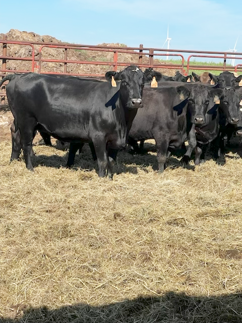 Cattle Range Listing Photo