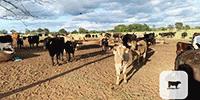 80 Angus/Brangus Cows w/ 50+ Calves... Northeast TX
