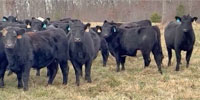 88 Angus & Red Angus Bred Heifers... Central TN