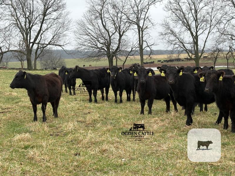 Cattle Range Listing Photo