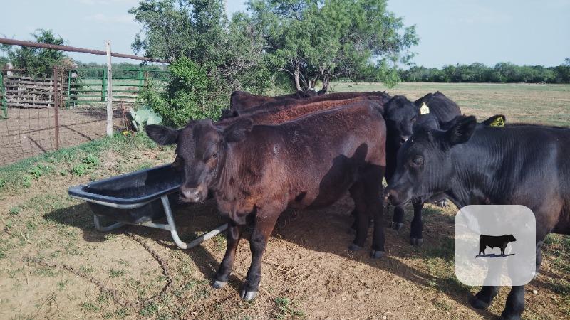 Cattle Range Listing Photo