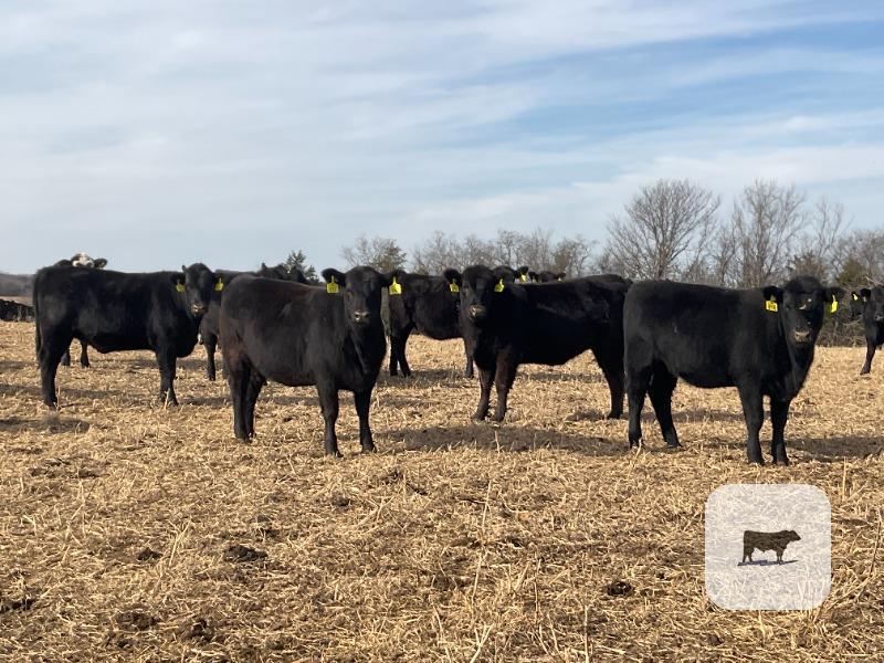 Cattle Range Listing Photo