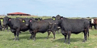 45 Angus, Brangus & 'BWF' Cows... Central TX