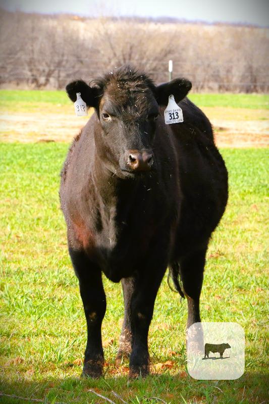 Cattle Range Listing Photo