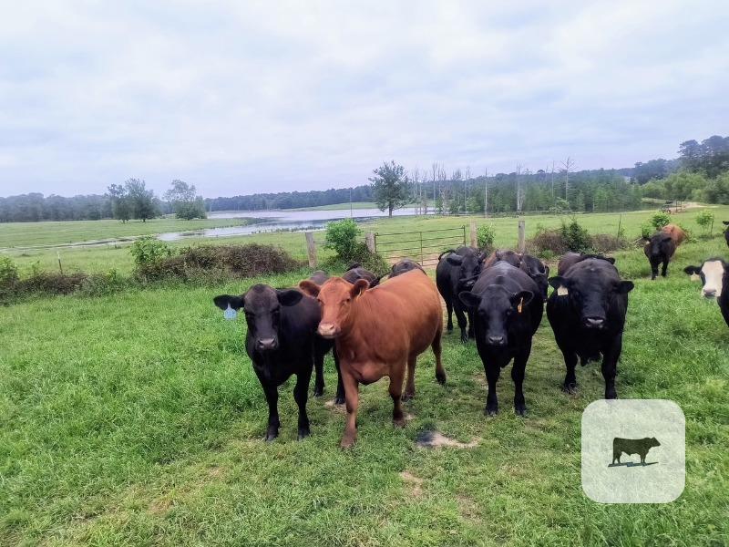 Cattle Range Listing Photo