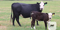 5 Angus Cross 'BWF' 2nd-Calf Pairs... Central TX