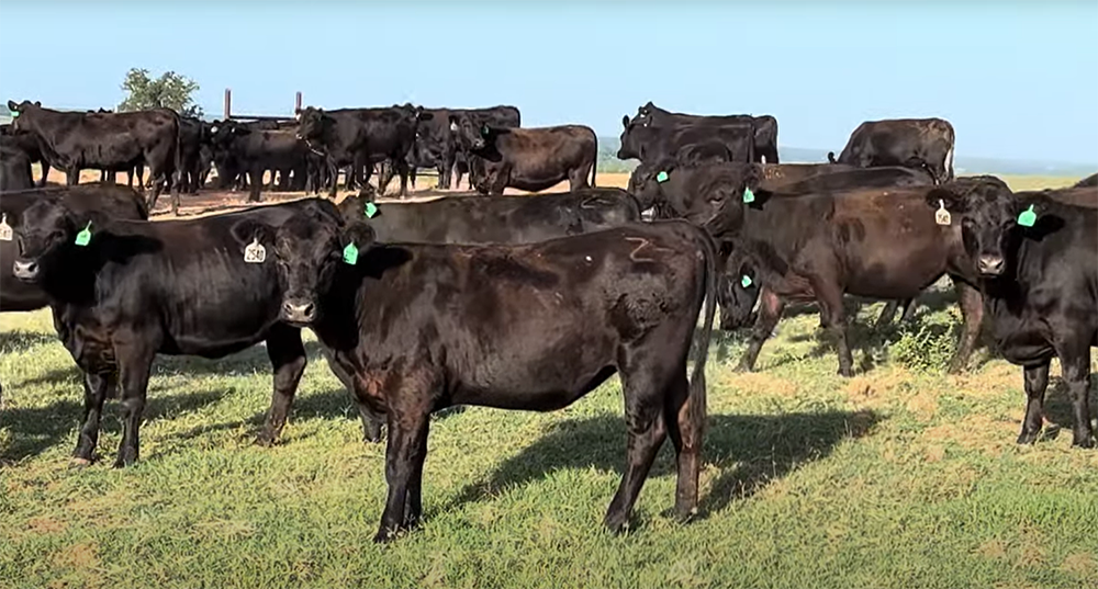 Cattle Range Listing Photo