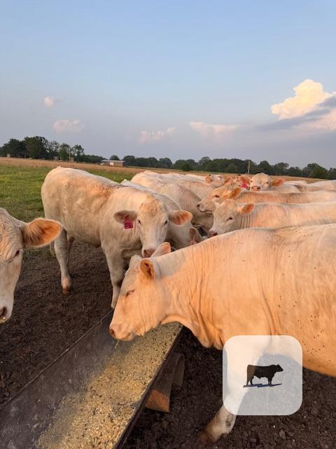 Cattle Range Listing Photo