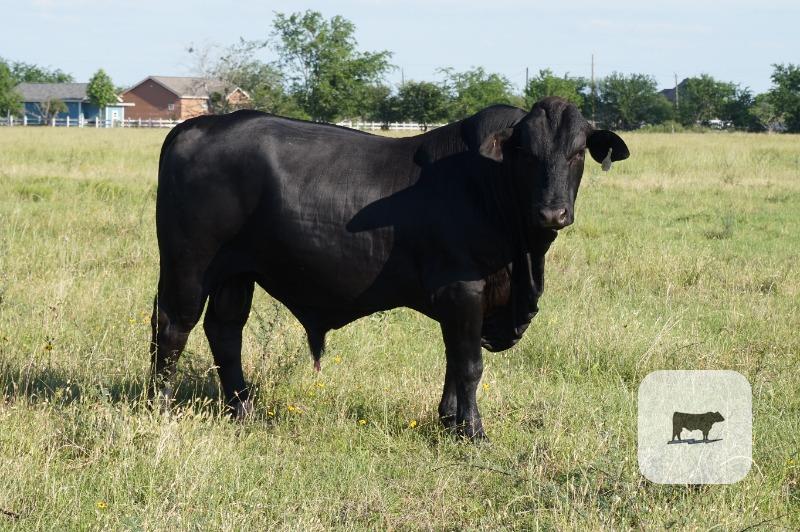 Cattle Range Listing Photo