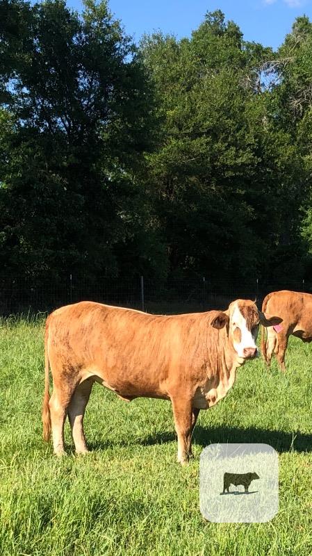 Cattle Range Listing Photo