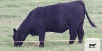 6 Reg. Angus Rep. Heifers... North TX