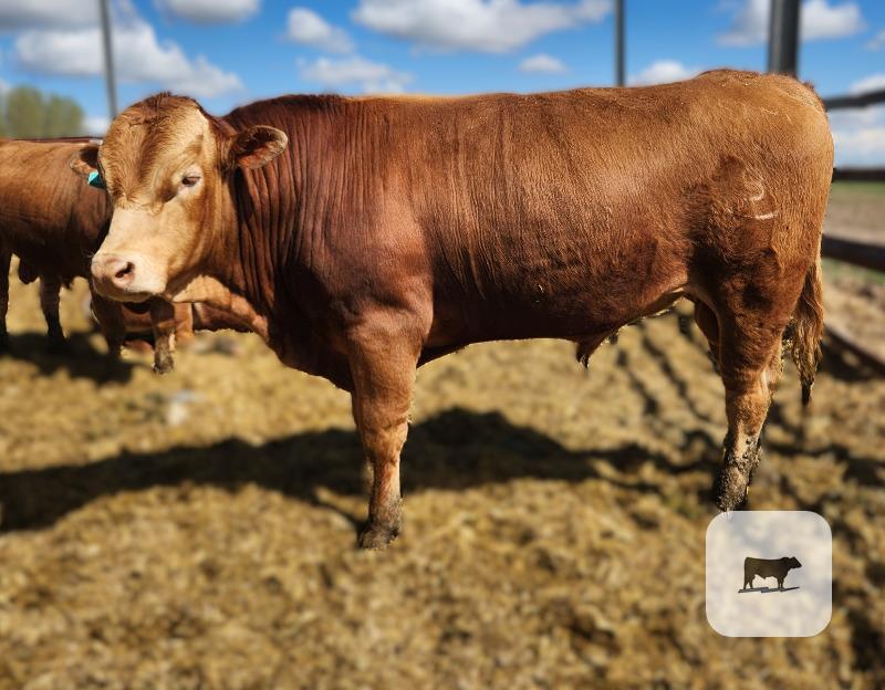 Cattle Range Listing Photo