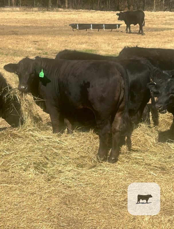 Cattle Range Listing Photo