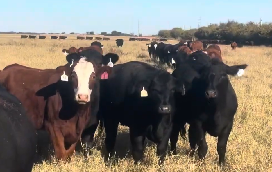 Cattle Range Listing Photo