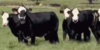 18 Angus 'BWF' Bred Heifers... Southwest OK ~ BVD-PI Neg.