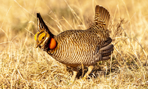 Federal Court Vacates Listing of Lesser Prairie Chicken Under Endangered Species Act