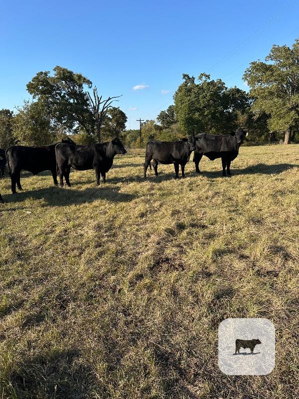 Cattle Range Listing Photo