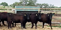 18 Angus Bred Heifers w/ 1+ Calves... Central TX