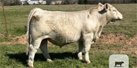 10 Reg. Charolais Bulls... North TX