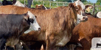 85 Tigerstripe & Chocolate Braford Rep. Heifers... Central TX