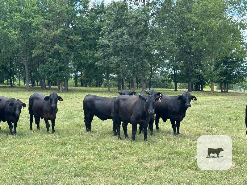Cattle Range Listing Photo