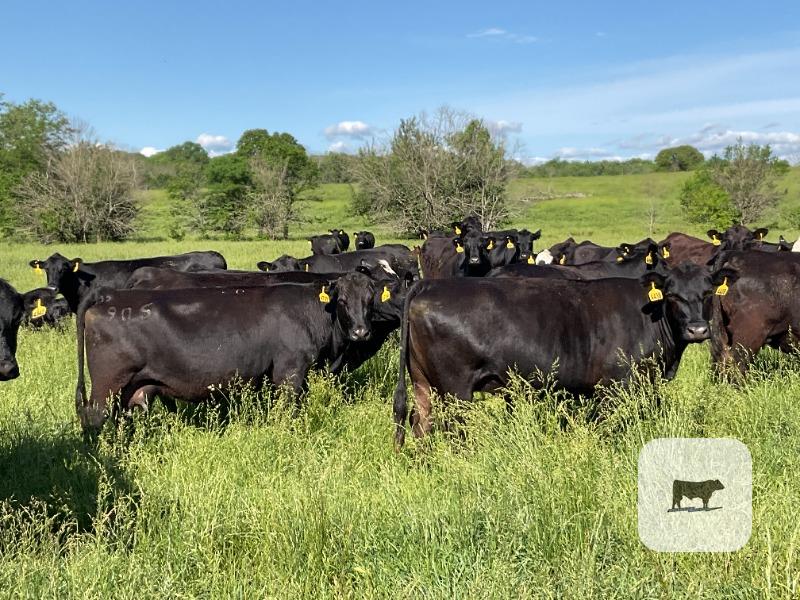 Cattle Range Listing Photo