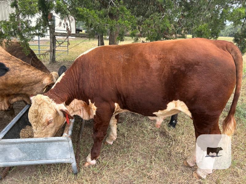 Cattle Range Listing Photo