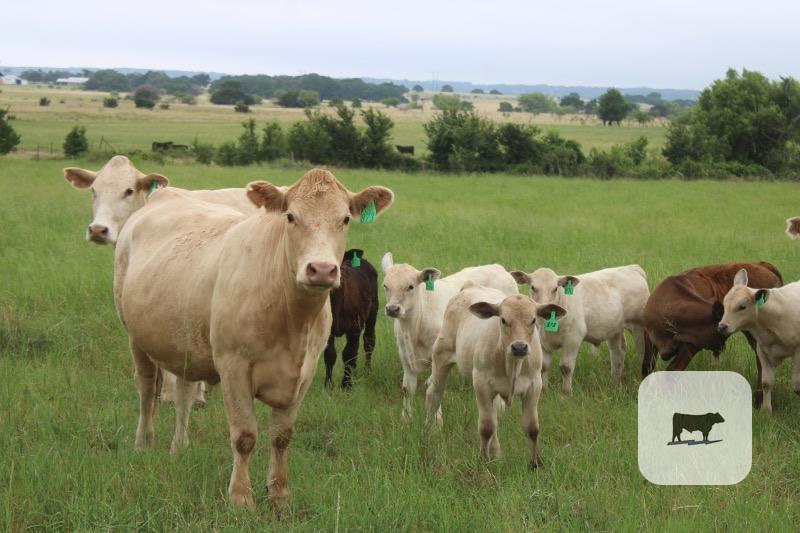 Cattle Range Listing Photo