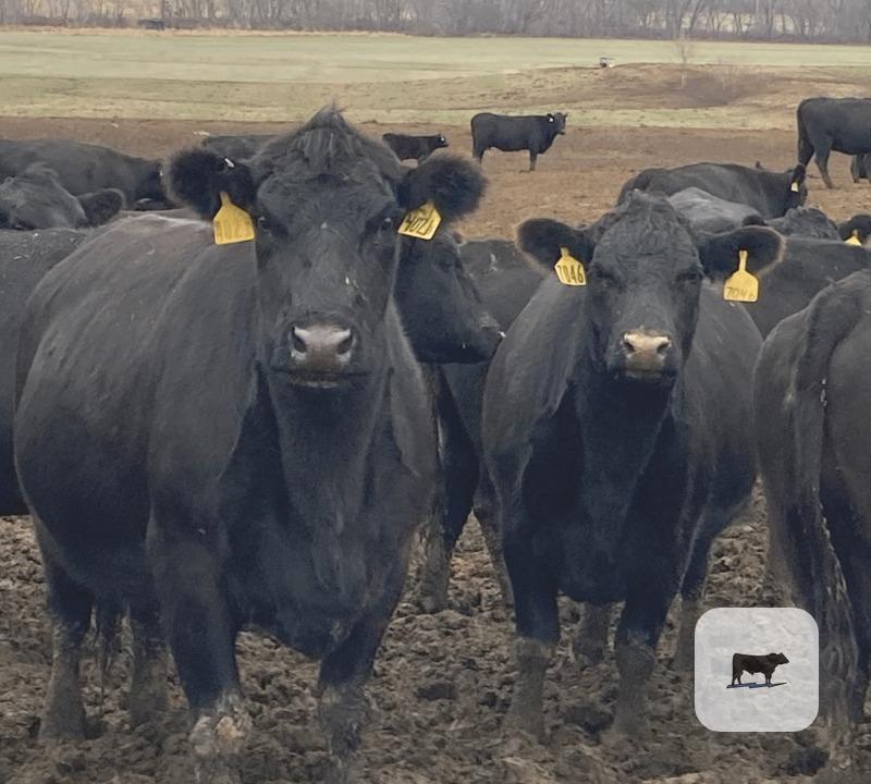 Cattle Range Listing Photo