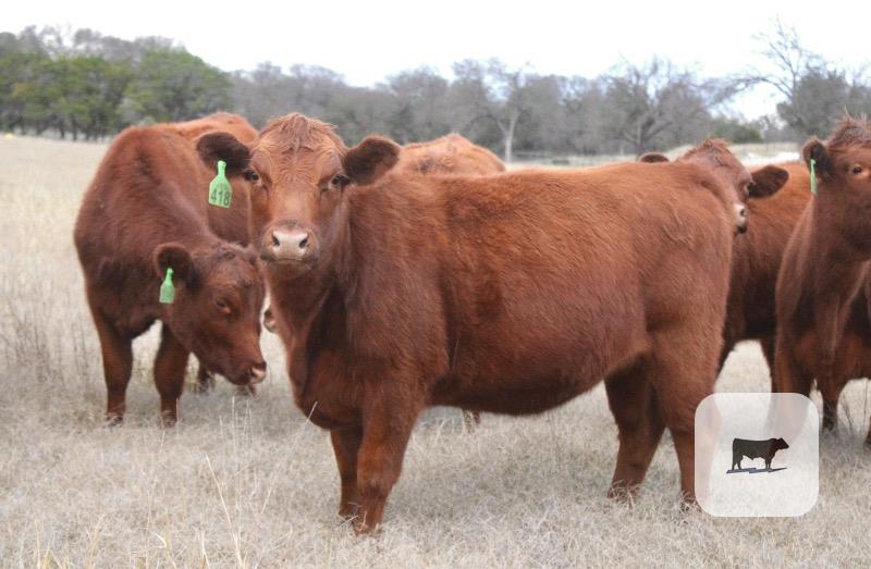 Cattle Range Listing Photo