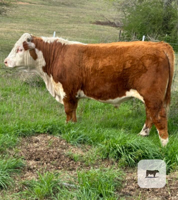 Cattle Range Listing Photo