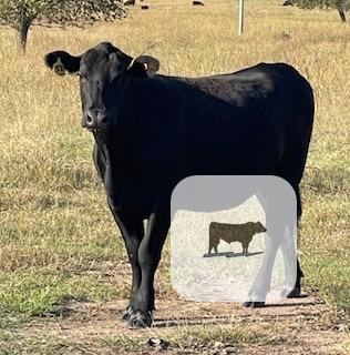 Cattle Range Listing Photo