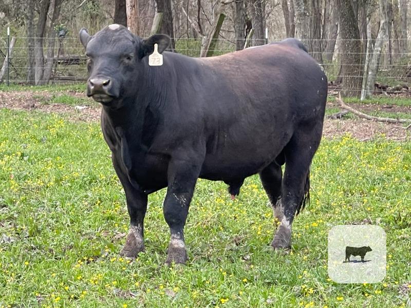 Cattle Range Listing Photo