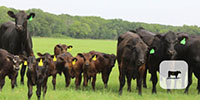 10 Brangus 1st-Calf Pairs... Central TX