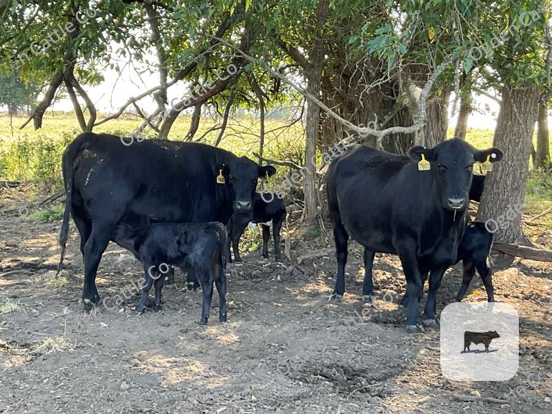 Cattle Range Listing Photo