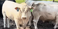 100	Reg. Charolais Bulls... Southwest MO