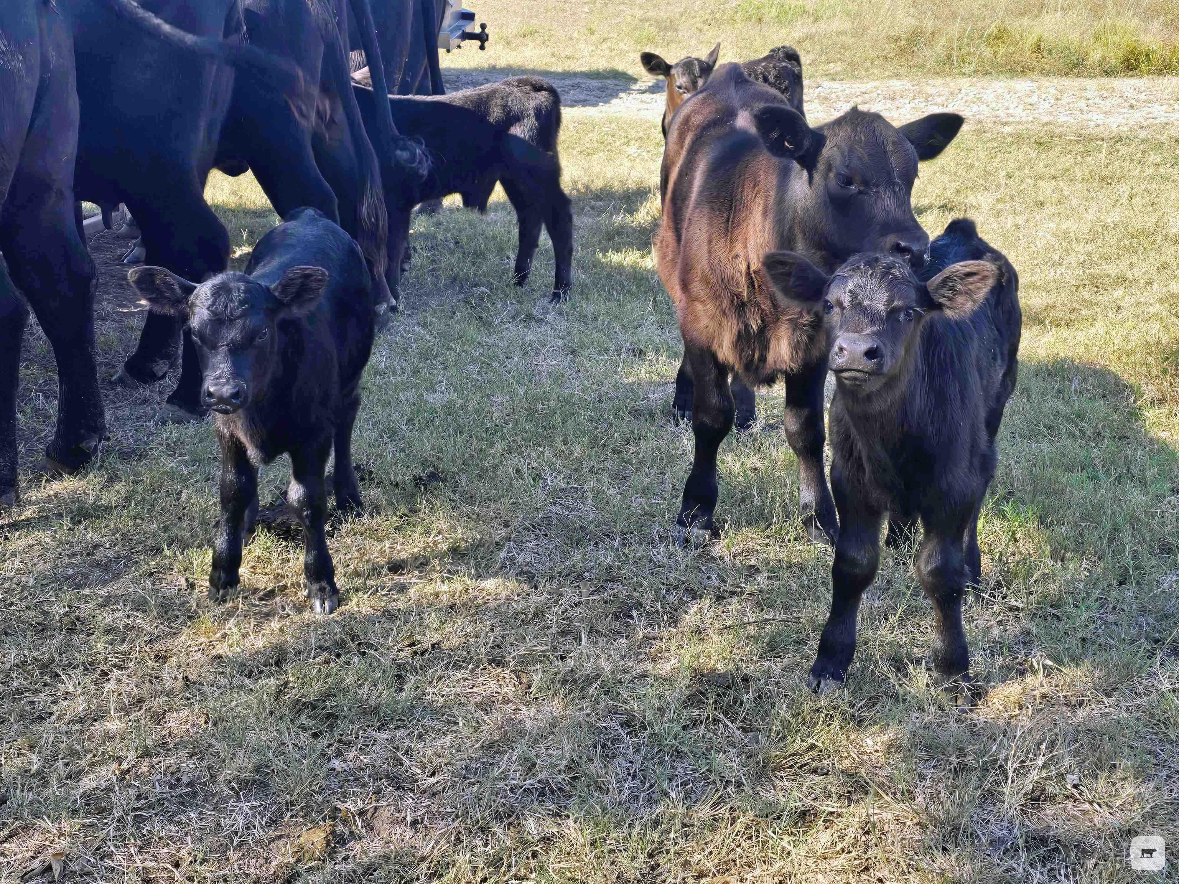 Cattle Range Listing Photo 2