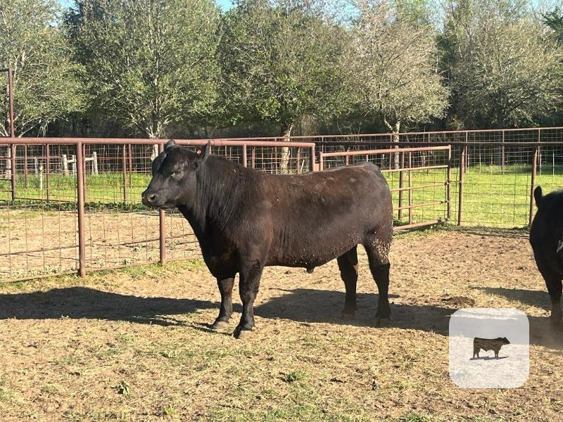 Cattle Range Listing Photo