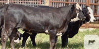 45 Brangus Cross 'BWF' Rep. Heifers... Central TX