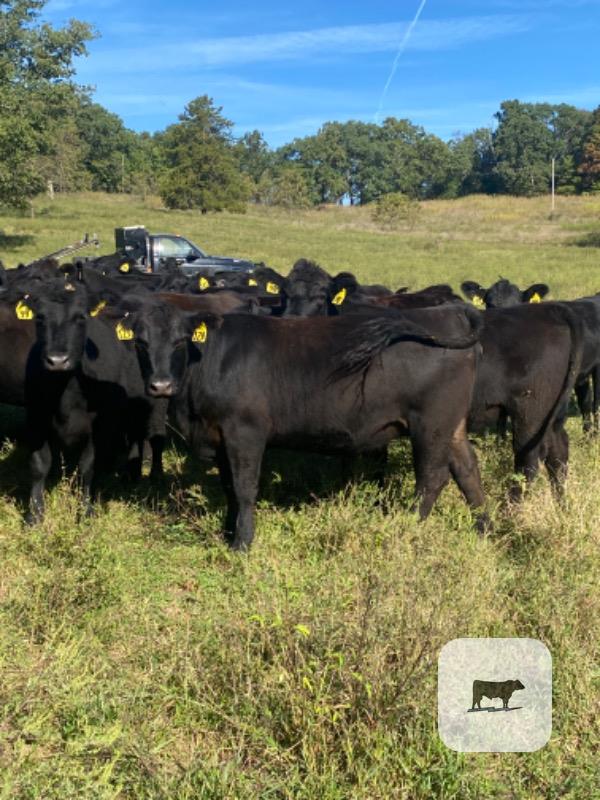 Cattle Range Listing Photo